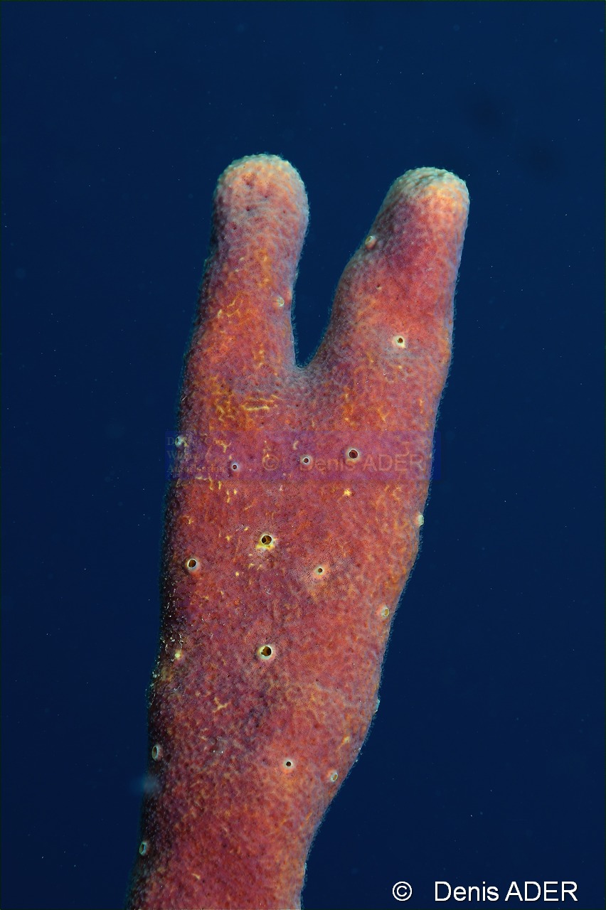Aplysina cauliformis-Bonaire Coco Beach-16m-20180217-Denis-ADER-DSC_6292_tn.jpg
